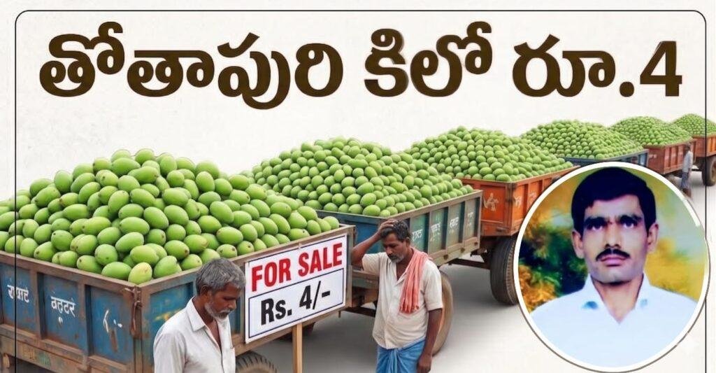 తోతాపురి మామిడి రైతులకు కోలుకోలేని దెబ్బ