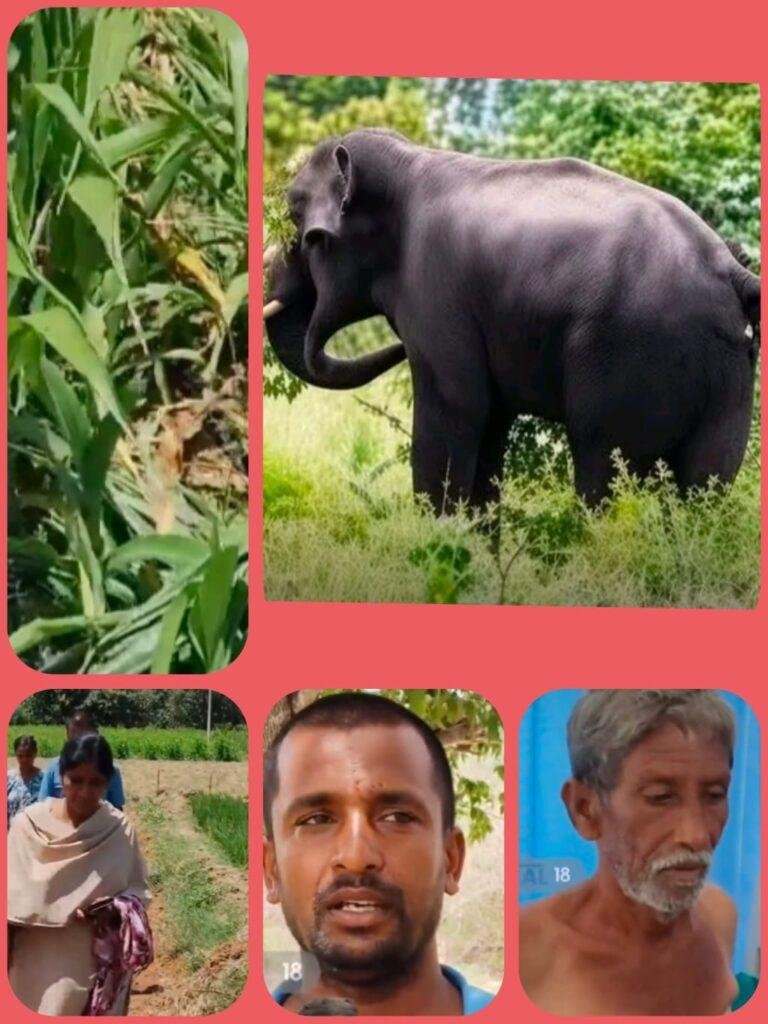నిన్న రైతు పై నేడు పంటలపై దాడి చేసిన ఒంటరి ఏనుగు