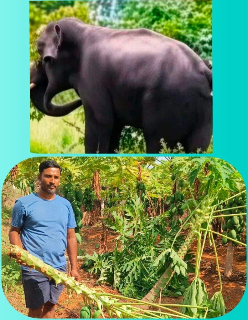 బొప్పాయి తోటపై స్వైరవిహారం చేసిన ఒంటరి ఏనుగు